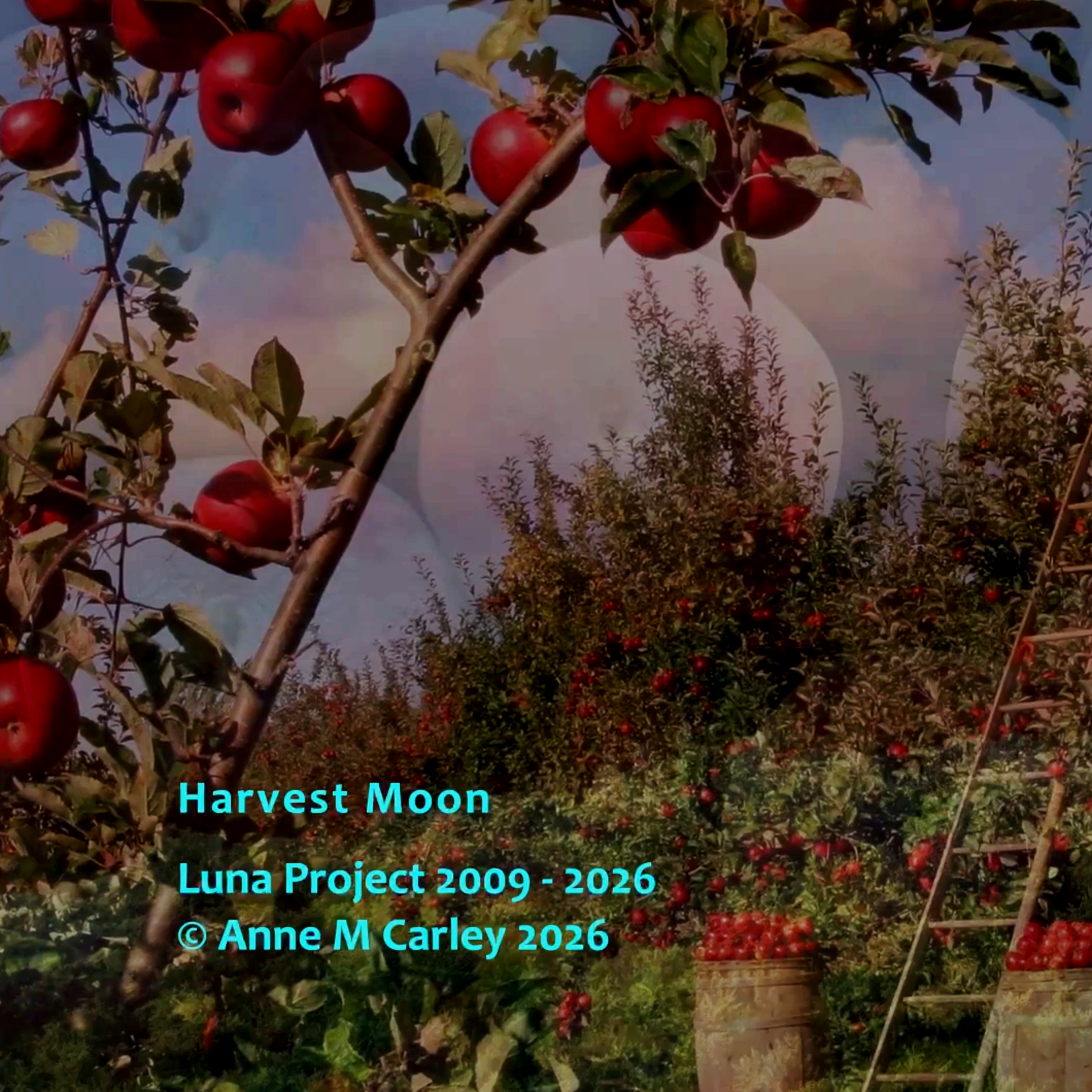 Color photo of ripe red apples in a fruitful orchard. A tall ladder leans against one apple tree at the right.